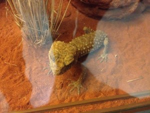 Kings Canyon & Alice Springs-085